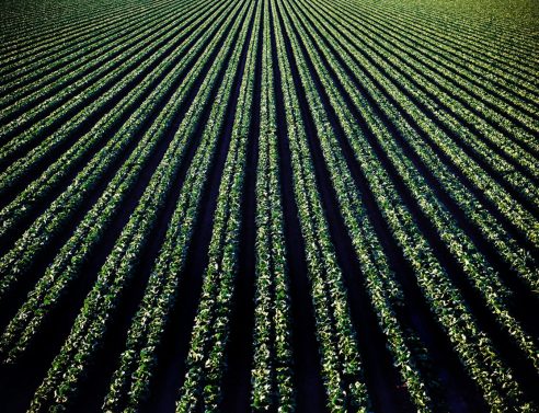 Irrigation